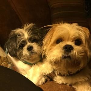 Meet your Posher, Bridget